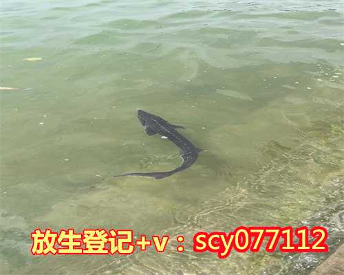 上海哪个湖可以放生鱼虾，上海佛协慧明会长行脚团行至湖州法华寺