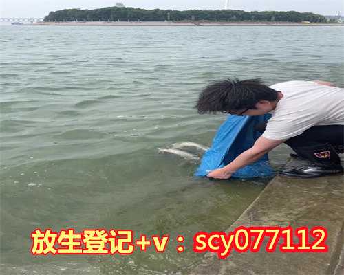 放生乌龟功德徐州,徐州哪里可以放生鱼苗的地方【放生买小泥鳅好还是大泥鳅